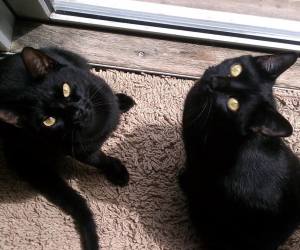 Ruby and Opal our rescued and now spoiled cats!
